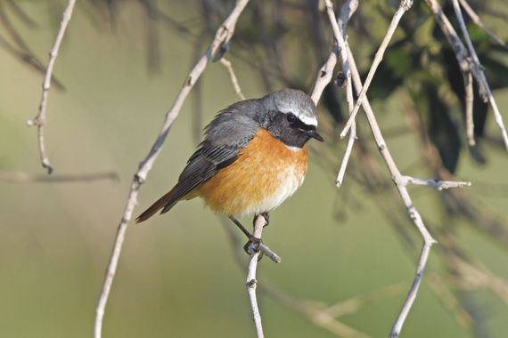 Gekraagde roodstaart/ Adobestock